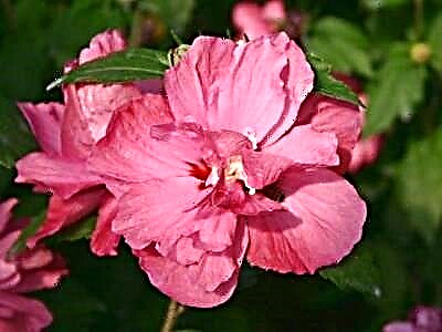 I-hibiscus duke de Brabant enhle - incazelo, isithombe, izici zokukhula emhlabathini ovulekile