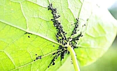 Pepelakan naon anu diserang sareng naon anu didahar aphids: sadayana ngeunaan diet hama bahaya