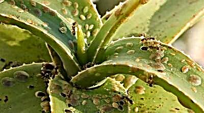 O azote das plantas de interior é o insecto de escala. Fotos da praga e consellos para afrontala