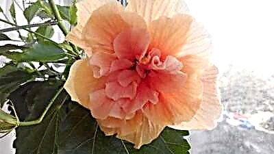 Eseese lanu o terry hibiscus: uma mea lilo o le totoina ma tausi mo fugalaʻau matagofie