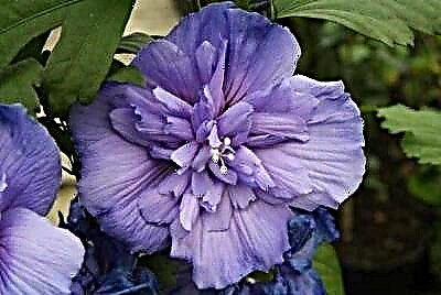 Tropika planto - siria hibisko Blua Ŝifono. Priskribo, plantado kaj prizorgado