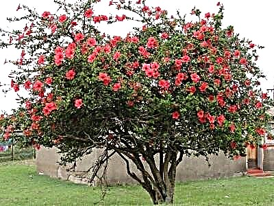 Waɗanne irin hibiscus ne itace: daukar hoto da kula da amfanin gona a cikin lambun. Yadda ake girma bonsai?