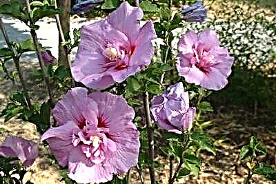 İddiasız Suriyalı hibiscus Şifon. Magenta, White və digər alt növlərin təsviri, böyümə və qulluq qaydaları