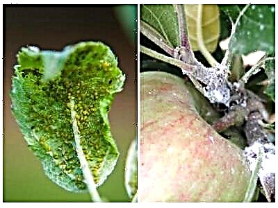 Apple green aphids ma isi ituaiga: o fea na latou o mai ai, o le a le leaga e faia e laau ma faʻafefea ona feutanaʻi ma i latou?