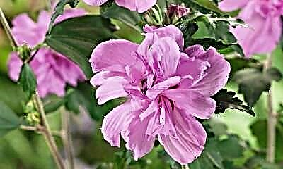 Maisiú gairdín - Ardens hibiscus. Cur síos luibheolaíoch, rialacha cúraim agus saothraithe