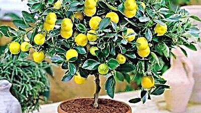 Gjethet e limonit të brendshëm bëhen të verdhë: pse po ndodh kjo dhe çfarë të bëjmë?
