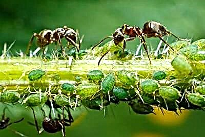 'N Gevaarlike verhouding vir plant is 'n simbiose van miere en plantluise. Hoe om plante te beskerm?