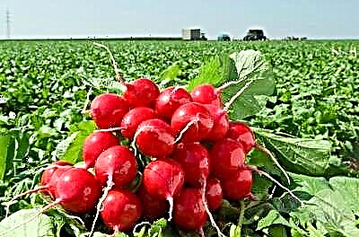 ຜັກພາກຮຽນ spring ທໍາອິດແມ່ນ radish Cherryet F1. ຄຸນລັກສະນະຂອງການປູກ, ຂໍ້ໄດ້ປຽບແລະຂໍ້ເສຍປຽບ