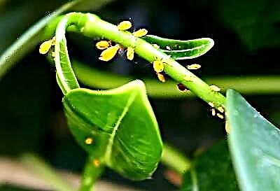 Amathiphu wabanikazi be-orchid: ungasusa kanjani ama-aphid ezitshalweni?