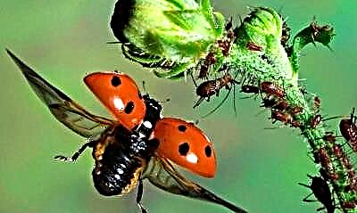 Konfrontasi ing alam: ladybugs lan aphids