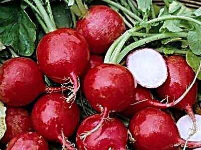 Карактеристики и опис на сортата ротквица Рондар Ф1. Карактеристики на одгледување, берба и складирање на земјоделски култури