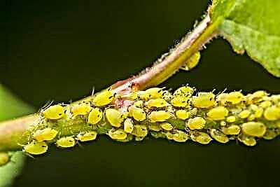 Serangga salaku cara ngancurkeun kutu daun sareng saha deui anu tuang parasit na? Aturan épéktip anu épéktip