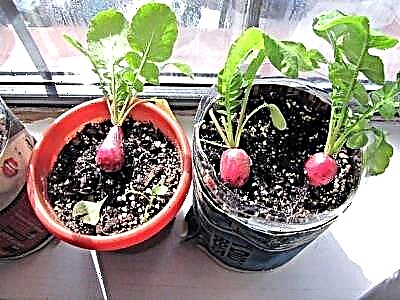 Орон сууцны цонхны тавцан дээр улаан лууван ургах онцлог, нөхцөл, журам