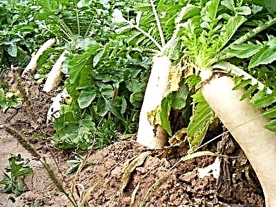 Todo o que os produtores de hortalizas de diferentes rexións de Rusia precisan saber sobre o momento de plantar rabanete daikon no campo e no invernadoiro