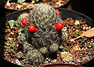 Mestura de cactus mammillaria: mantén sempre ollas e peitorís de ventás: cultivo, coidado e fotos