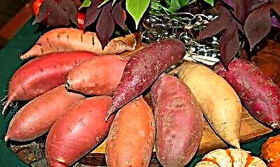 Cilat janë varietetet dhe varietetet e patateve të ëmbla dhe si të mos gabojmë kur zgjedhim patate të ëmbla? Një foto