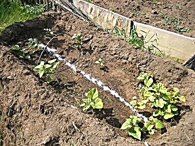 Тәтті картопты ашық жерге немесе жылыжайға отырғызудың әдістері, ережелері және нюанстары