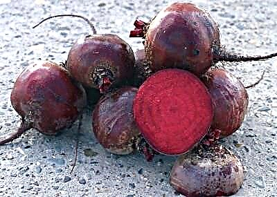 Beureum Bordeaux beureum tur ngeunah bit: ciri sareng poto, budidaya, nuansa perawatan, ngumpulkeun sareng neundeun pepelakan