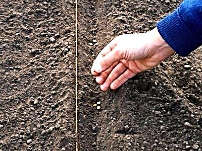 چه چیزی زمان کاشت تربچه را تعیین می کند ، چرا مهم است؟ چه زمانی باید محصول ریشه کاشت؟
