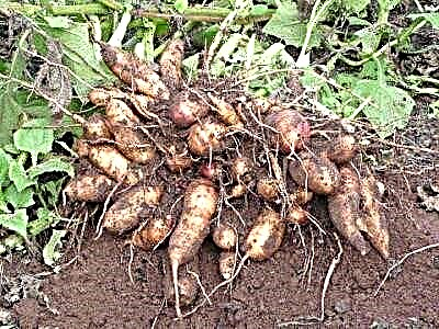 Ut crescere usque dulcis potatoes, dulcis potatoes features crescentis