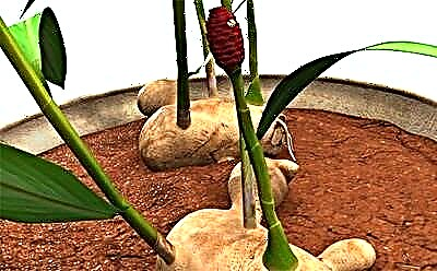 Може да добиете корен од ѓумбир дома? Растечки тајни