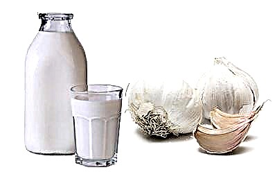 A ndihmon hudhra me qumësht të heqim qafe krimbat dhe pse? Receta për përgatitjen e produktit dhe kursi i trajtimit