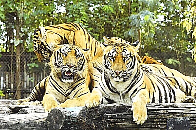 Bangkokeko Safari parkea: deskribapen zehatza argazkiekin