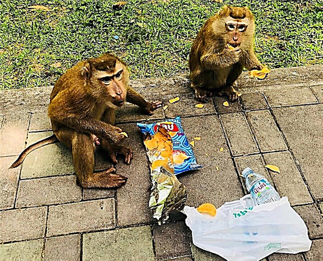 Simia Monto en Phuket - kunvenejo por turistoj kun makakoj