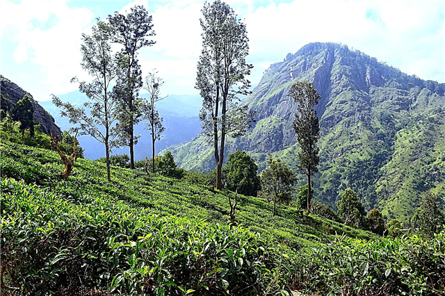 ایلا - د چای کښت په مینځ کې په سریلانکا کې یو غرنۍ ځای دی